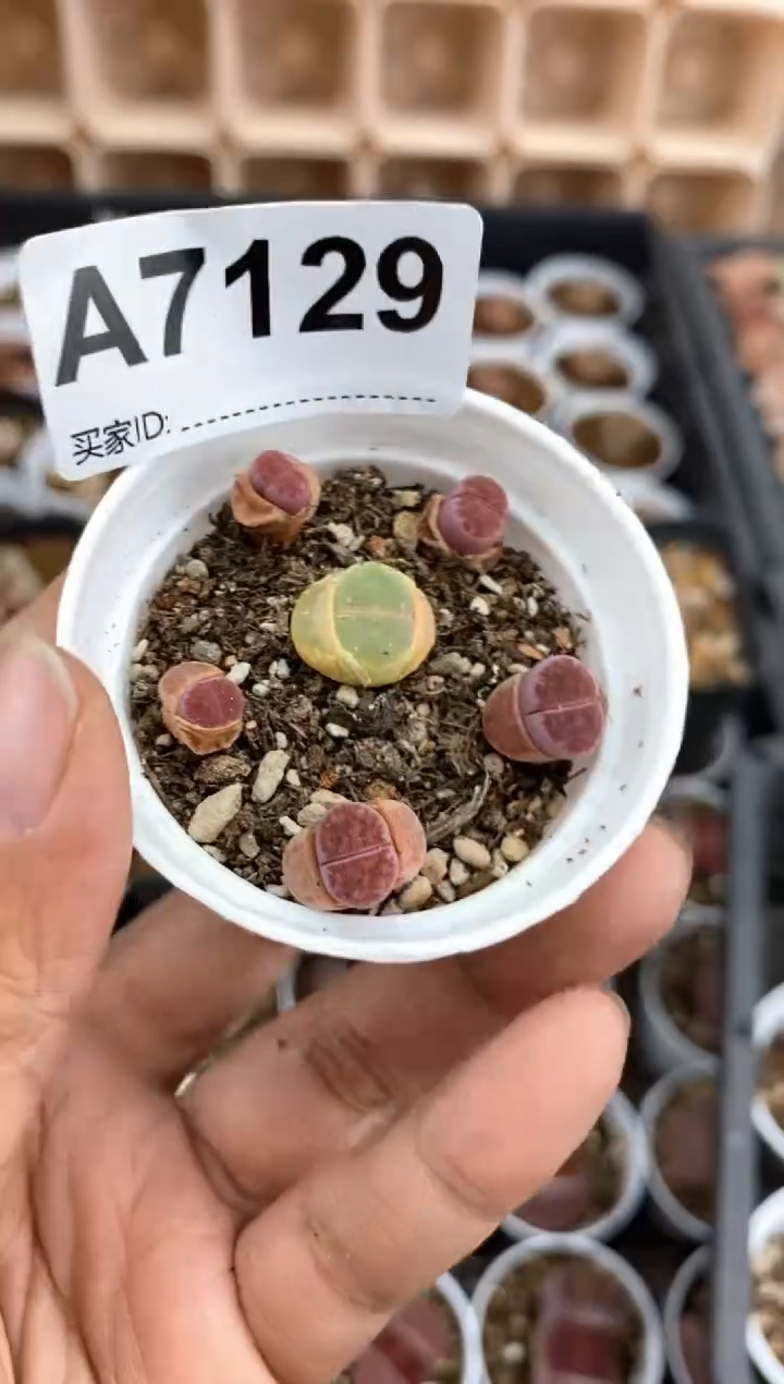 【闪购商品】7129直播间一物一拍