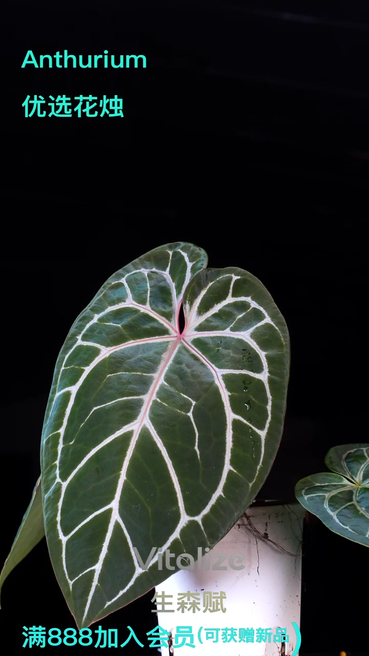 完全开放红水晶杂