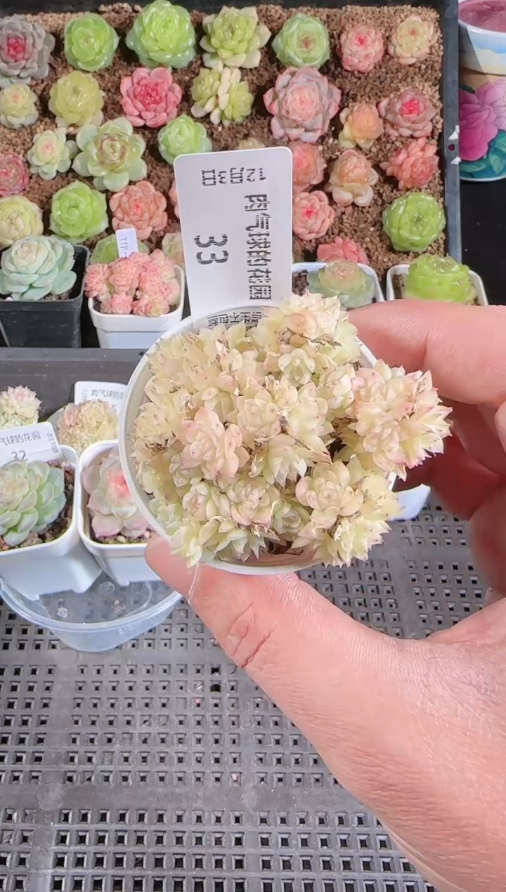 1203-33多肉群生不包整