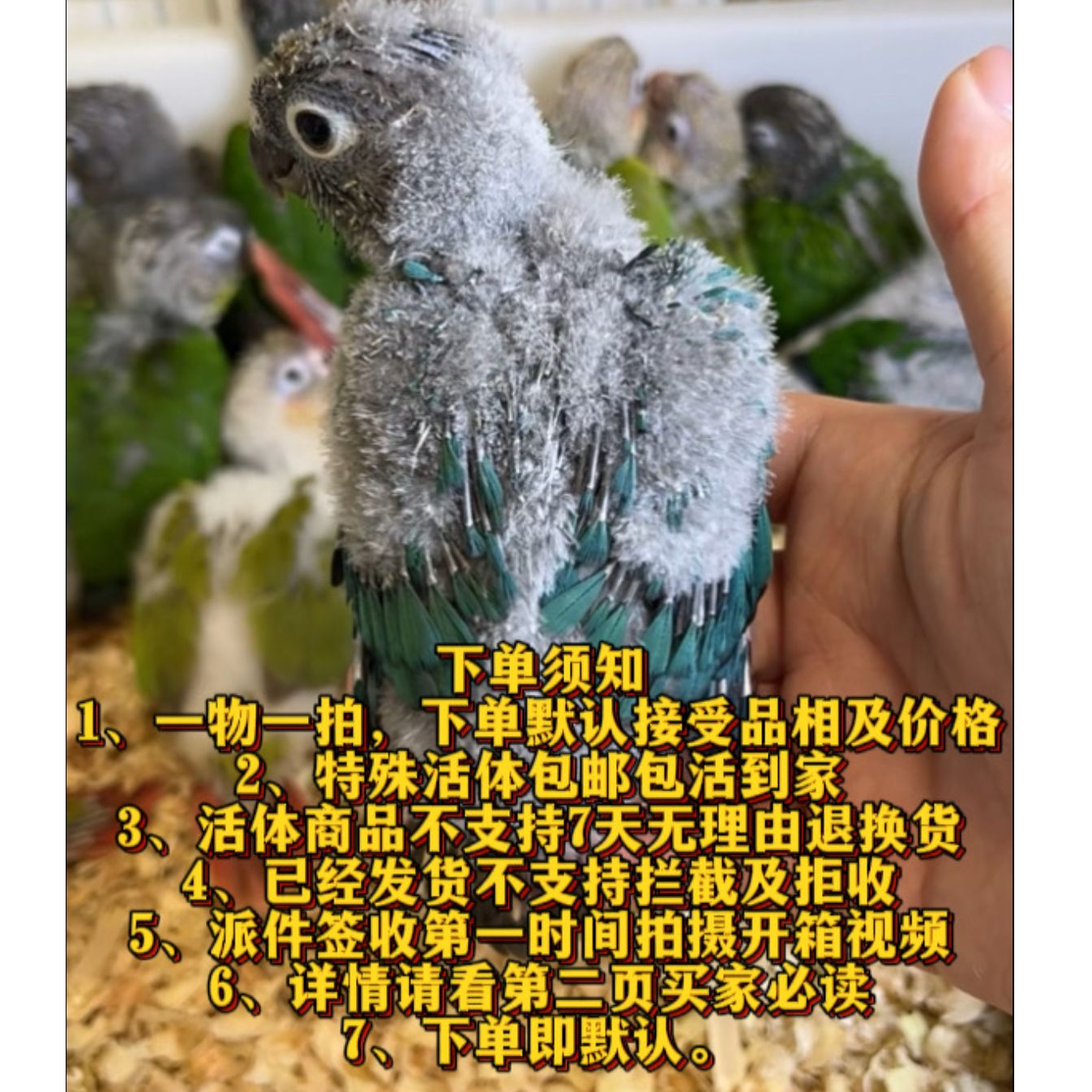 鹦鹉雏鸟宠物活体手养亲人会学舌宝 活体包邮包活到手 下单及默认