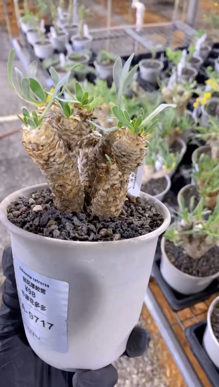 【闪购商品】刨花厚敦菊FA-9717