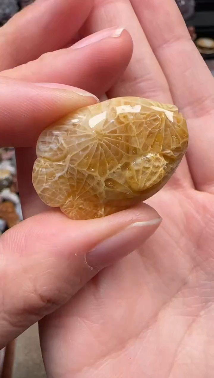 颈饰未镶嵌硅化珊瑚（珊瑚玉）227