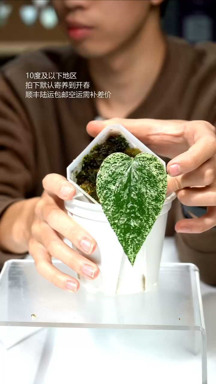 完全开放白怪兽胡椒