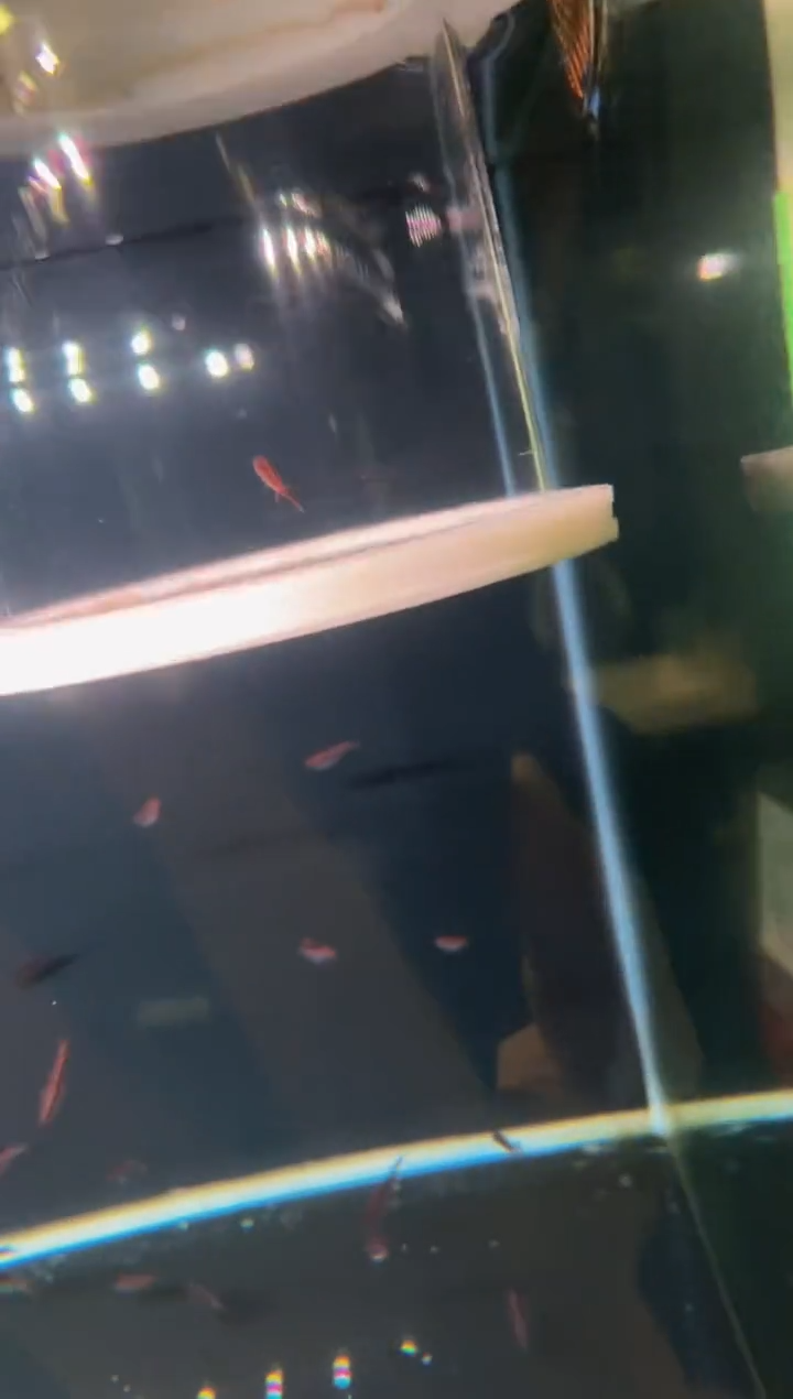 灯科鱼C11-18号白金赤霞2.5cm左右