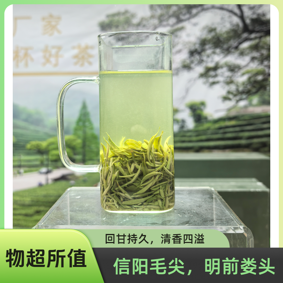 2025信阳毛尖福利春茶栗香四溢回甘悠长