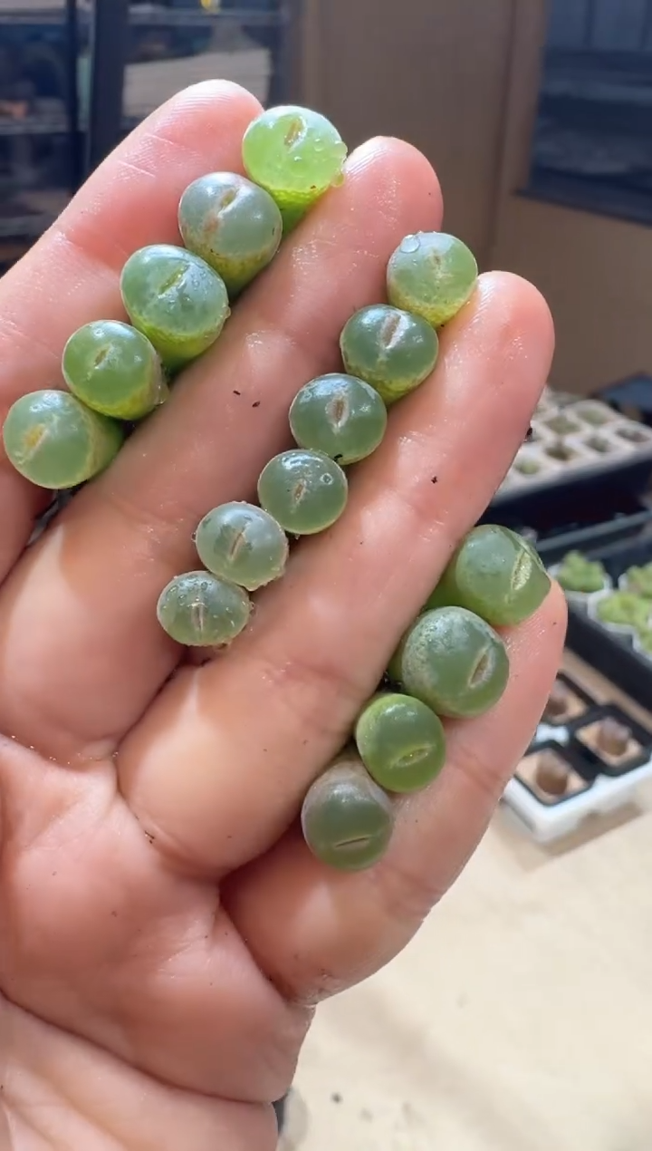 54多肉植物肉锥大头安格一颗
