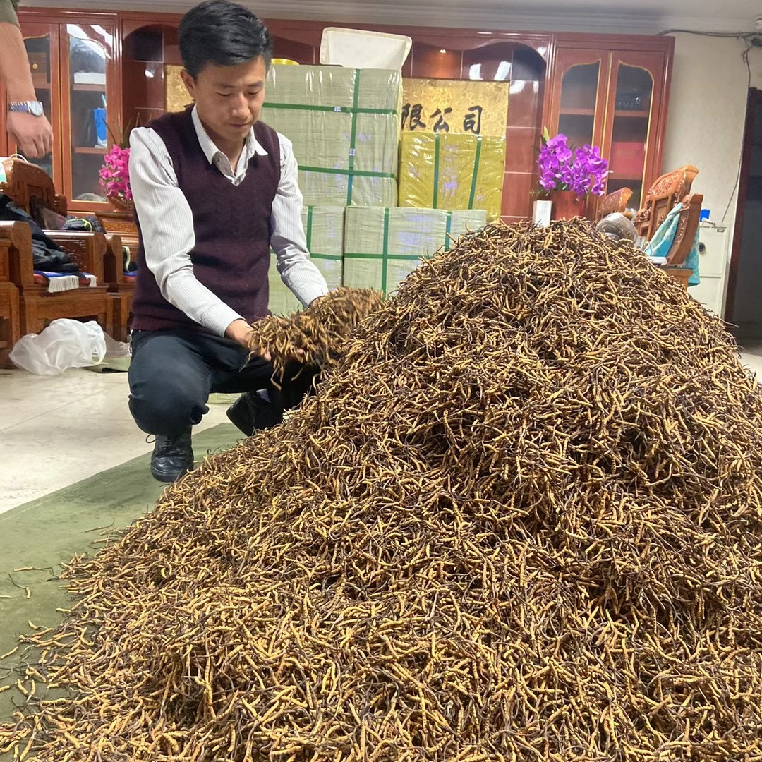 迅翔优品正宗高山高海拔精品冬虫夏草纯天然根根精选5根一克小草