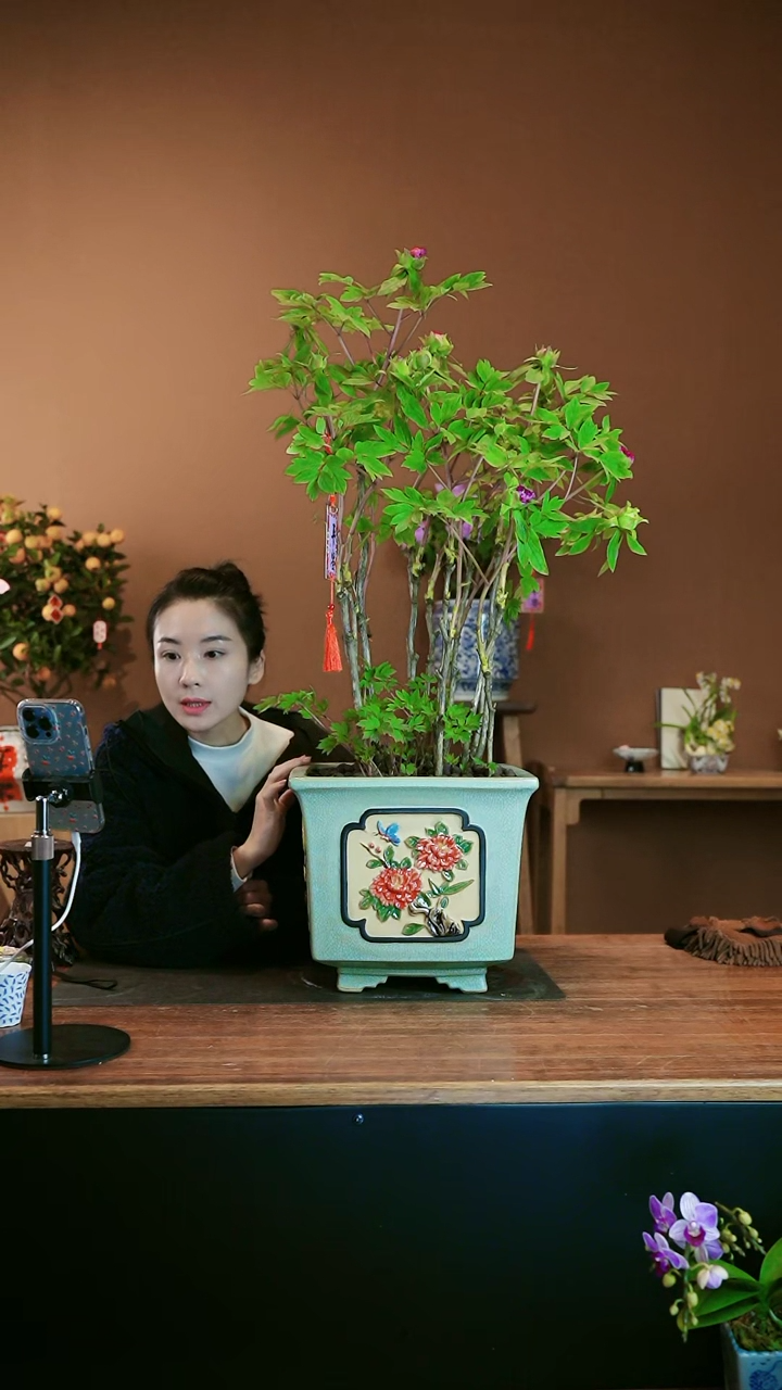 【闪购商品】盆景洛阳牡丹