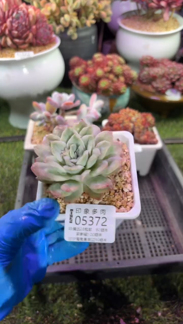 【闪购商品】05372