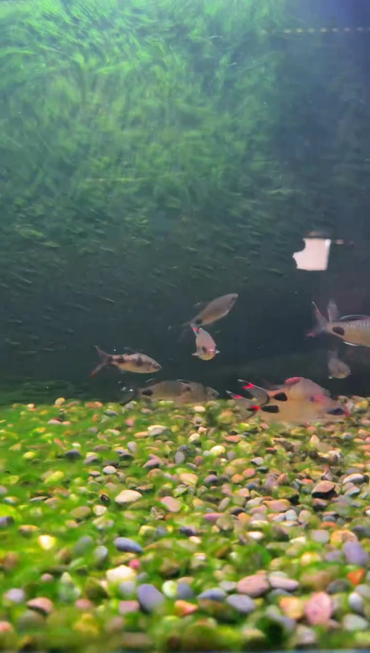 工具鱼红旗蓝黑影道人（5-6）6条