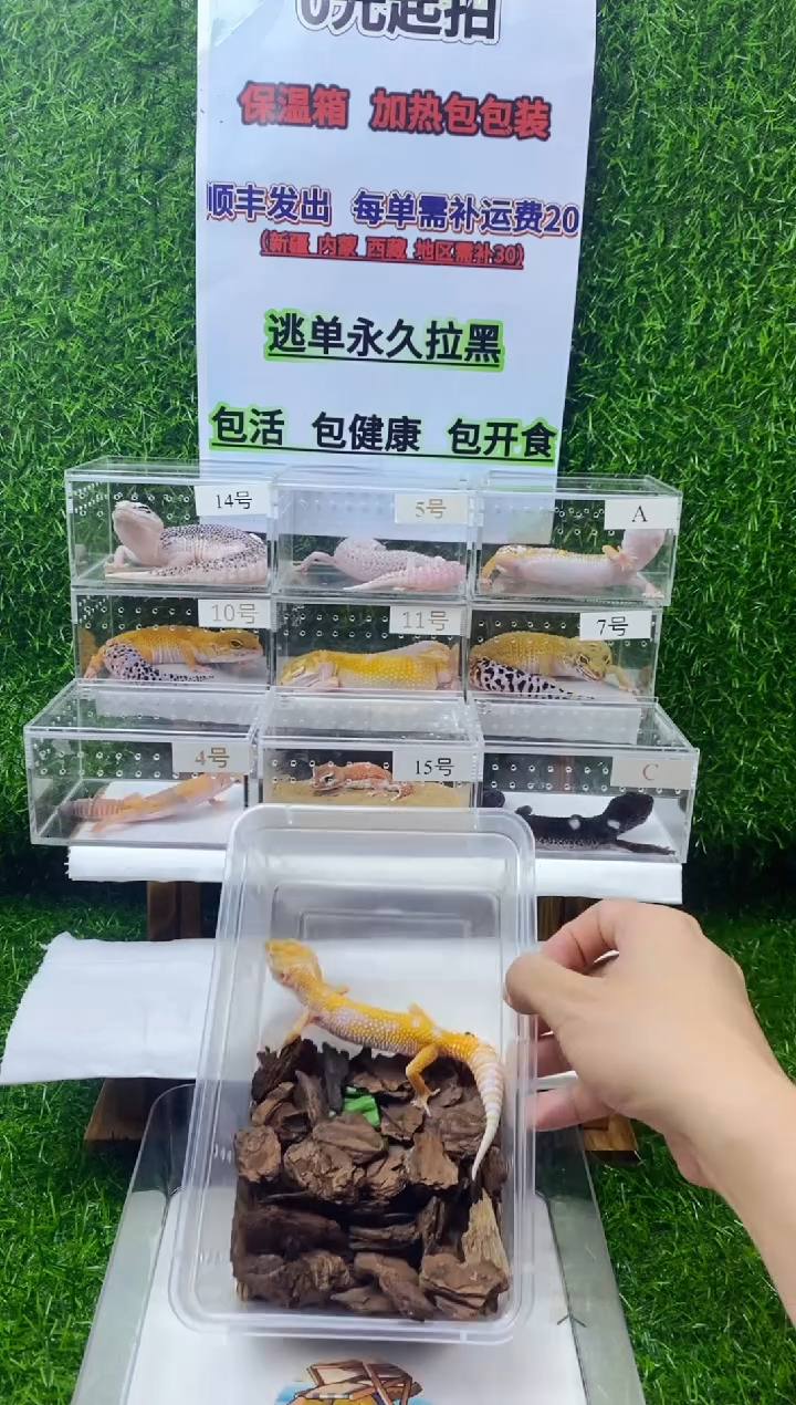 豹纹守宫豹纹守宫幼苗亚成体成体肥尾