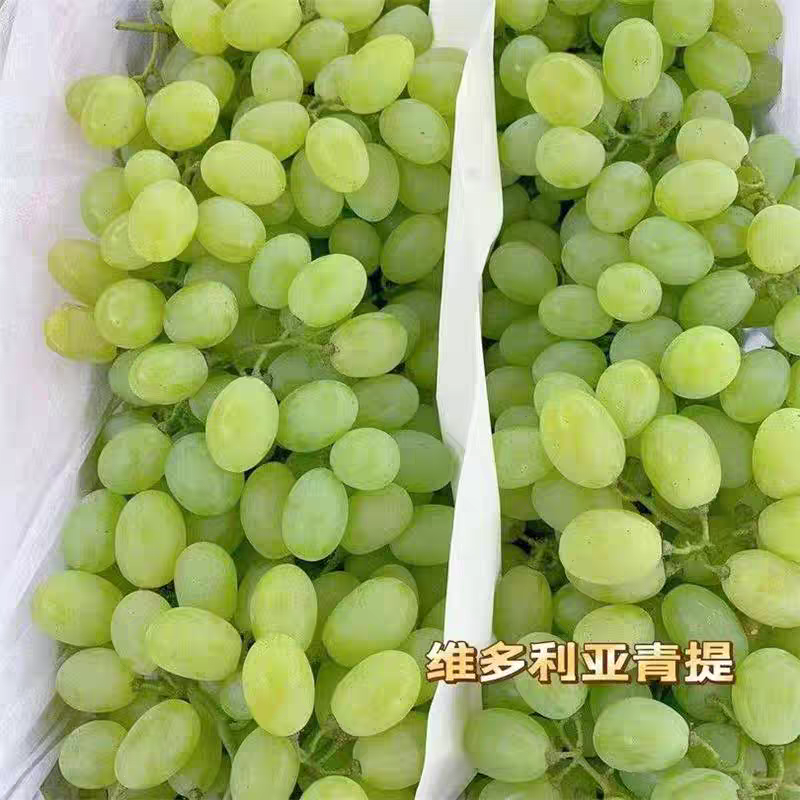 维多利亚青提葡萄2斤山西省