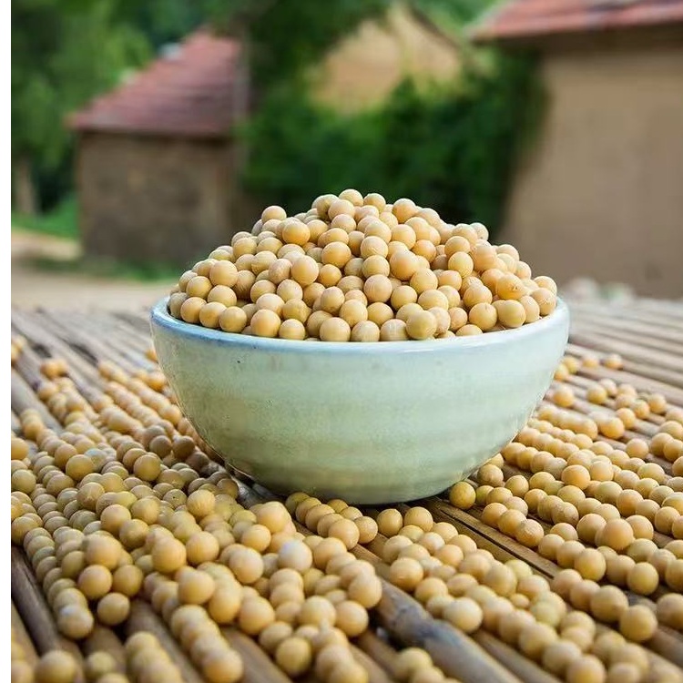 山东沂蒙山笨土黄豆可打豆浆豆腐农家自种五谷杂粮