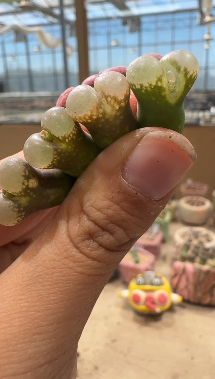 傻**蕊10-162多肉植物肉锥