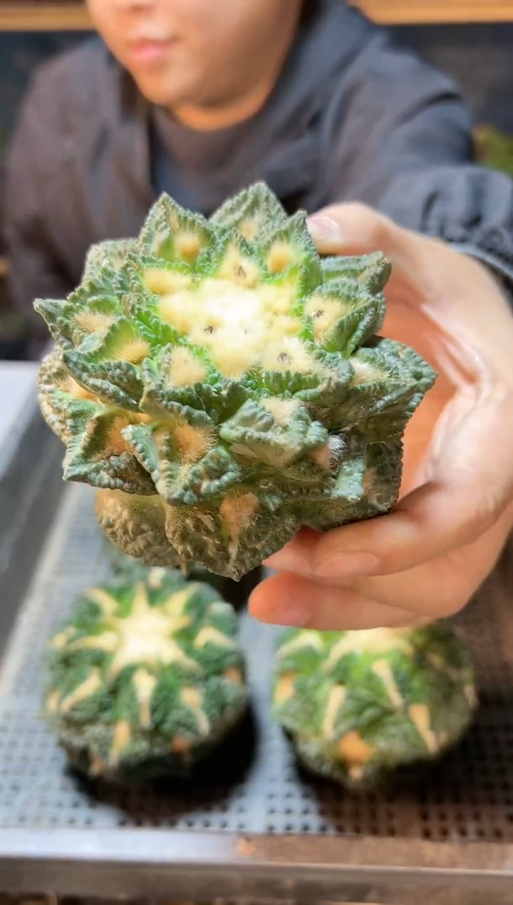 【闪购商品】4号苗接龙角龟无根9公分