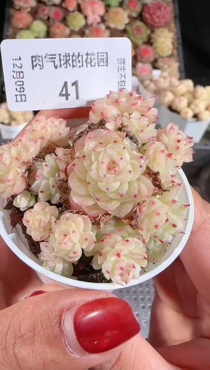 1209-41fm-69多肉群生不包整