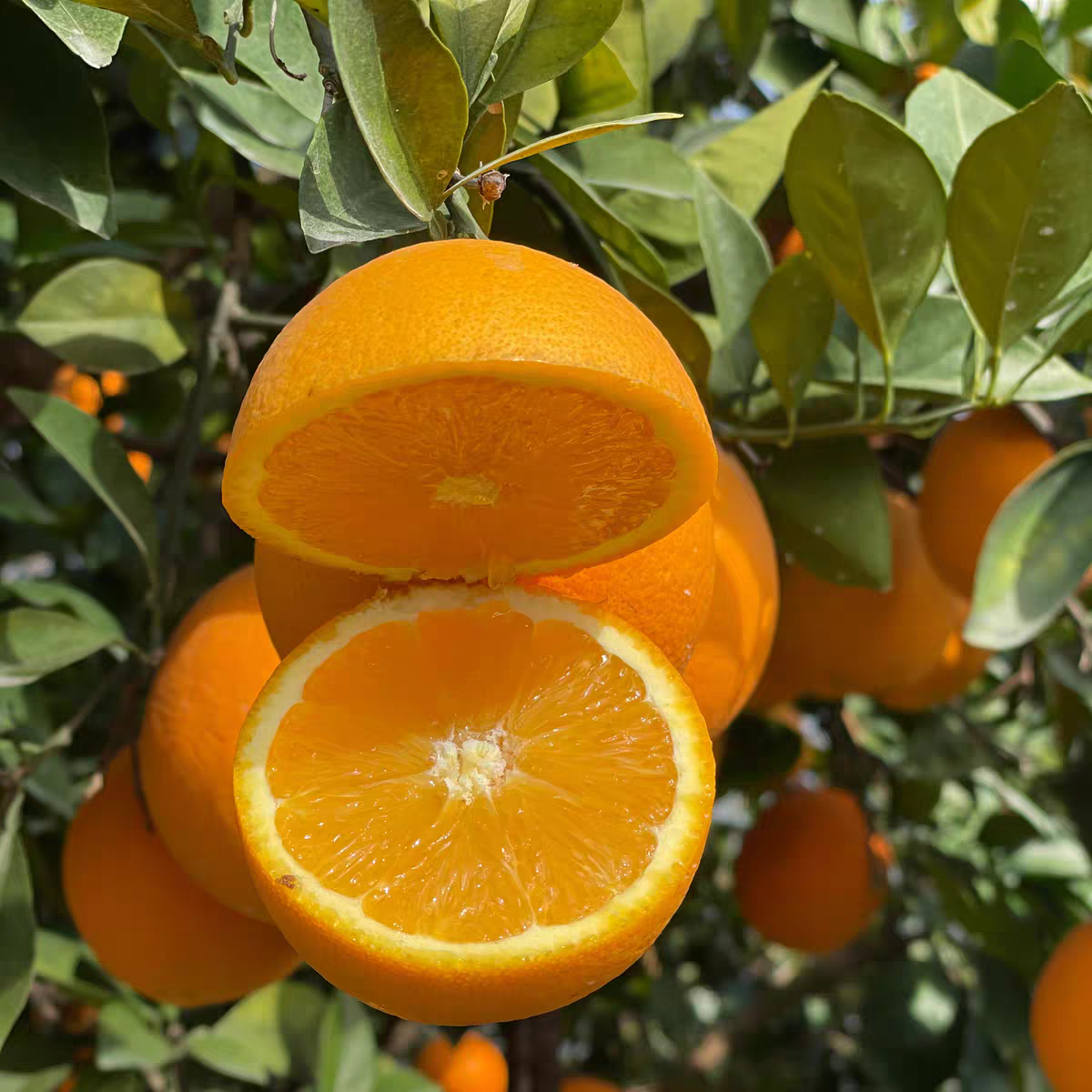 现摘现发 正宗江西赣南脐橙5/9斤当季新鲜甜橙子香甜多汁坏果包赔