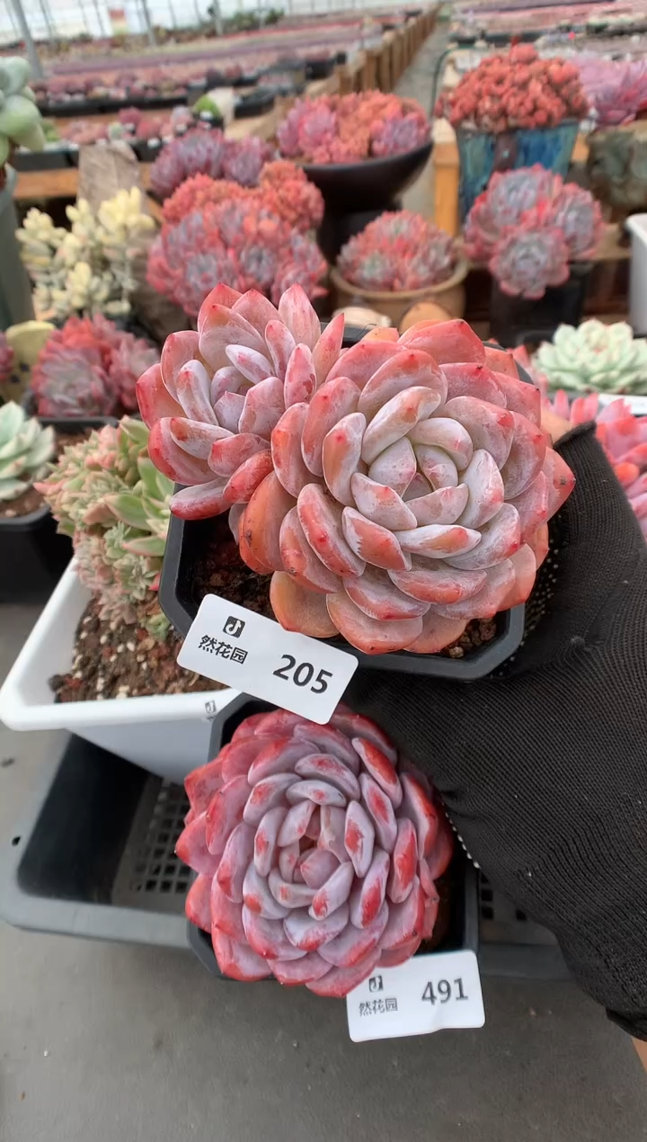 205梦露一物一拍