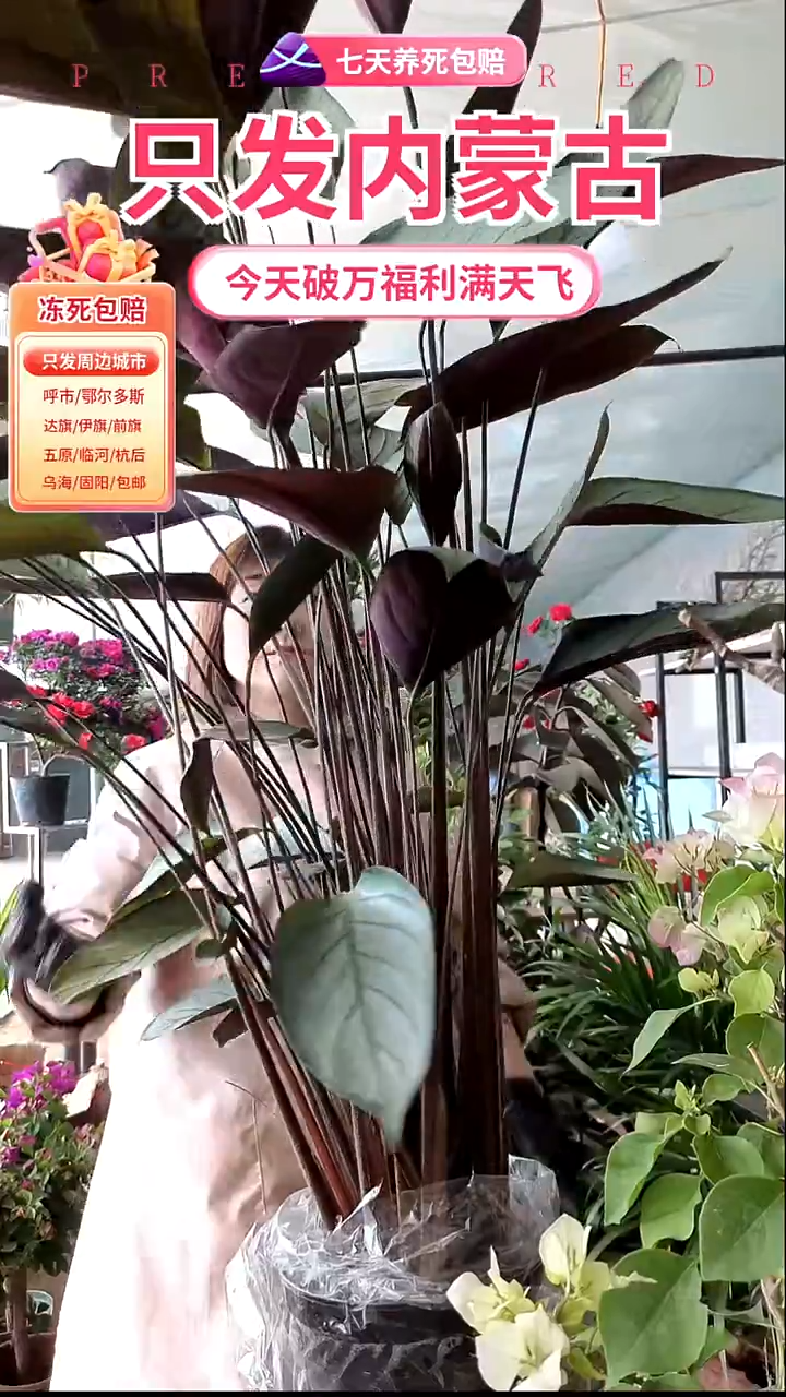 完全开放紫背飞羽