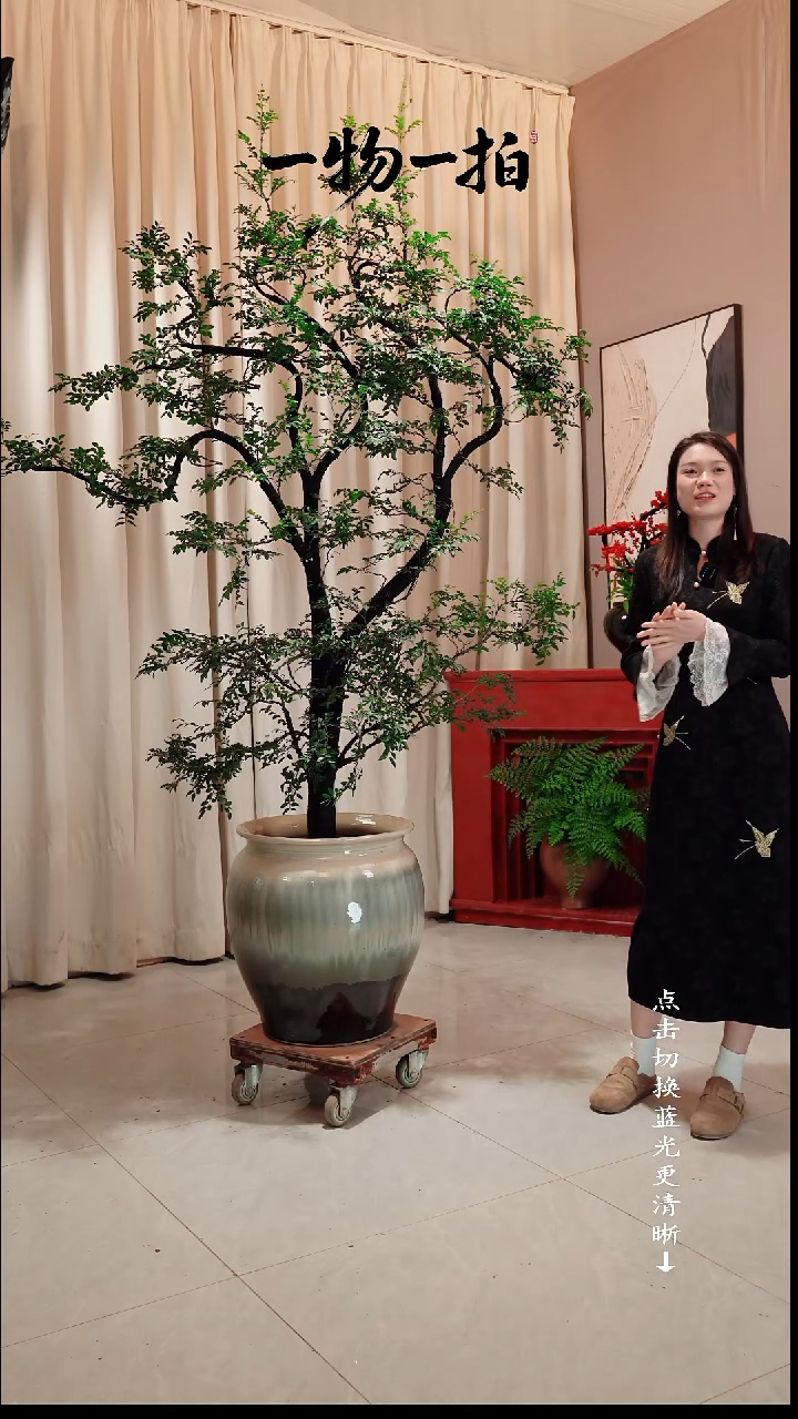 无花朵相**守广东小叶紫檀黑骨茶