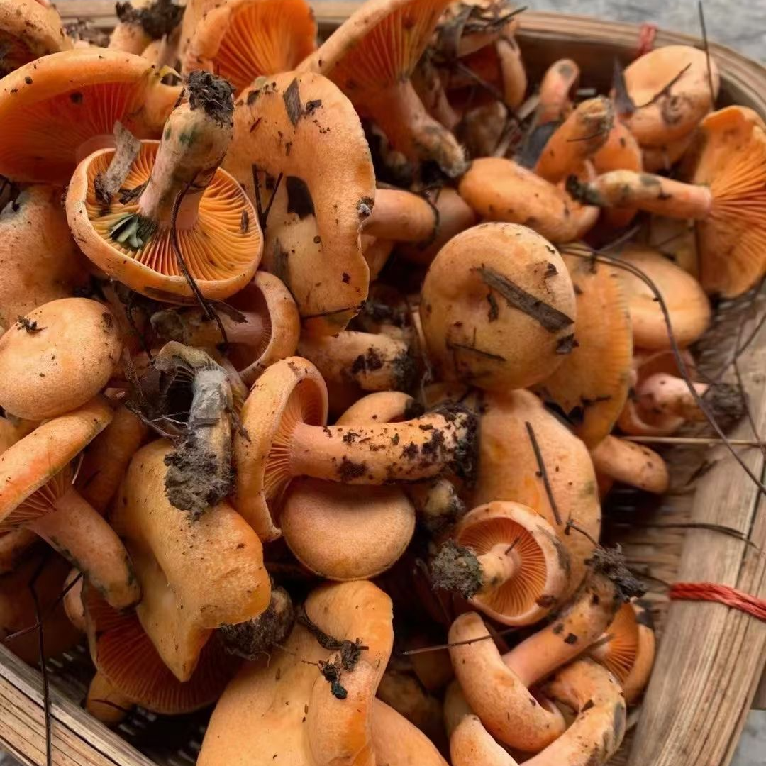 【处理干净过油真空发货】野生菌子丛菌黄色重阳菌顺丰发货