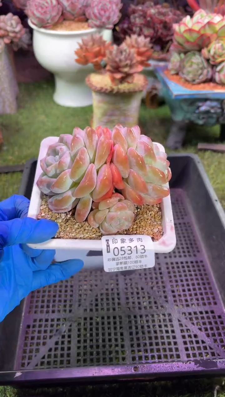 【闪购商品】05313