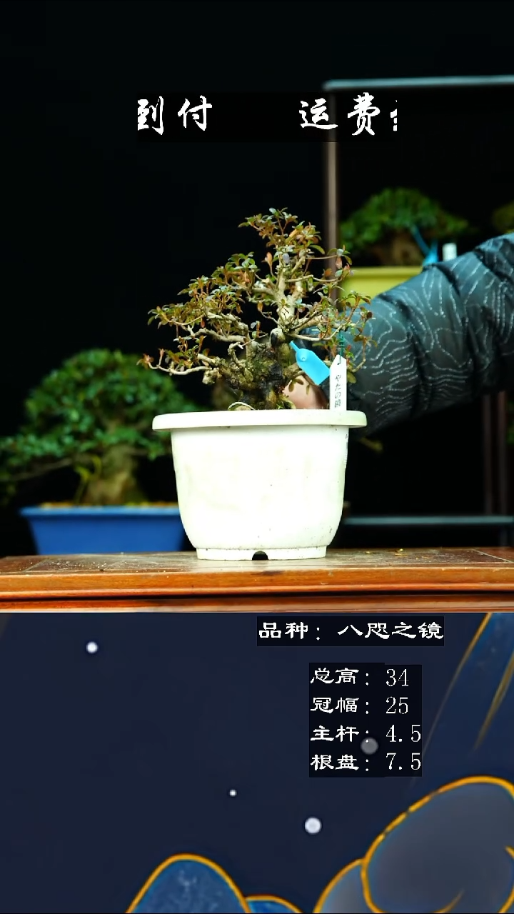 【闪购商品】无八咫之镜469