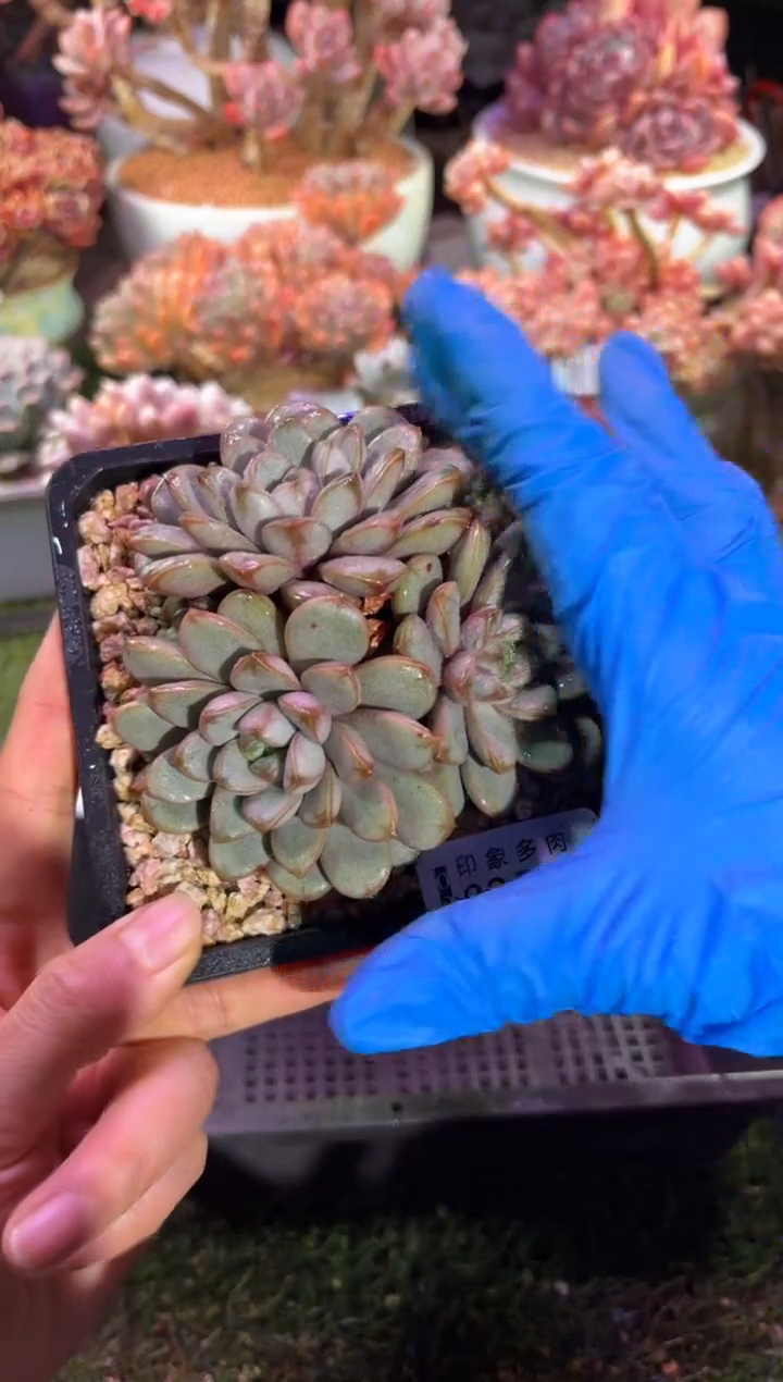 【闪购商品】08605