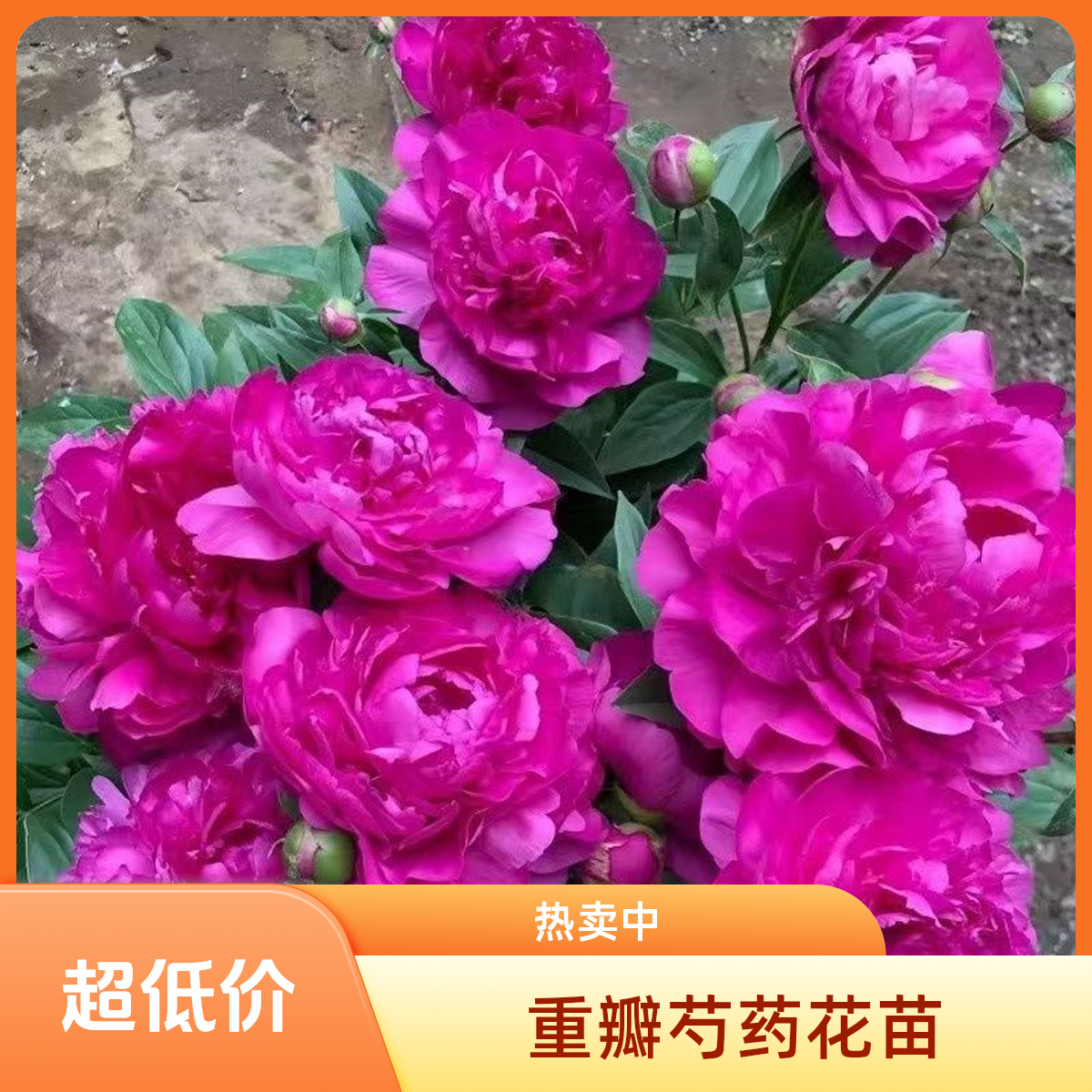 重瓣观赏芍药花苗【原颗对版对色】正宗品种带芽包开花现挖耐寒耐旱
