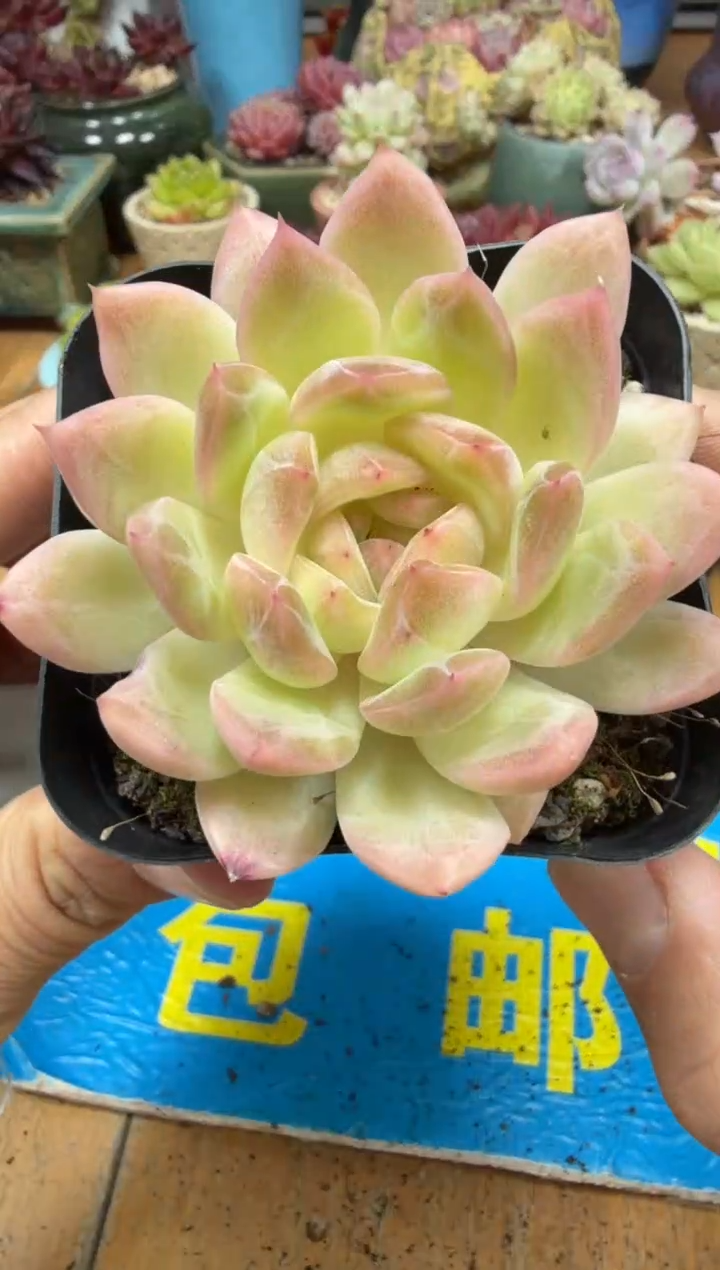 东云多肉园二店-274