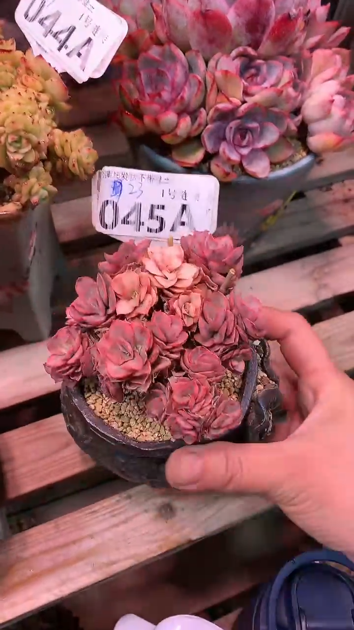 【闪购商品】045AAA