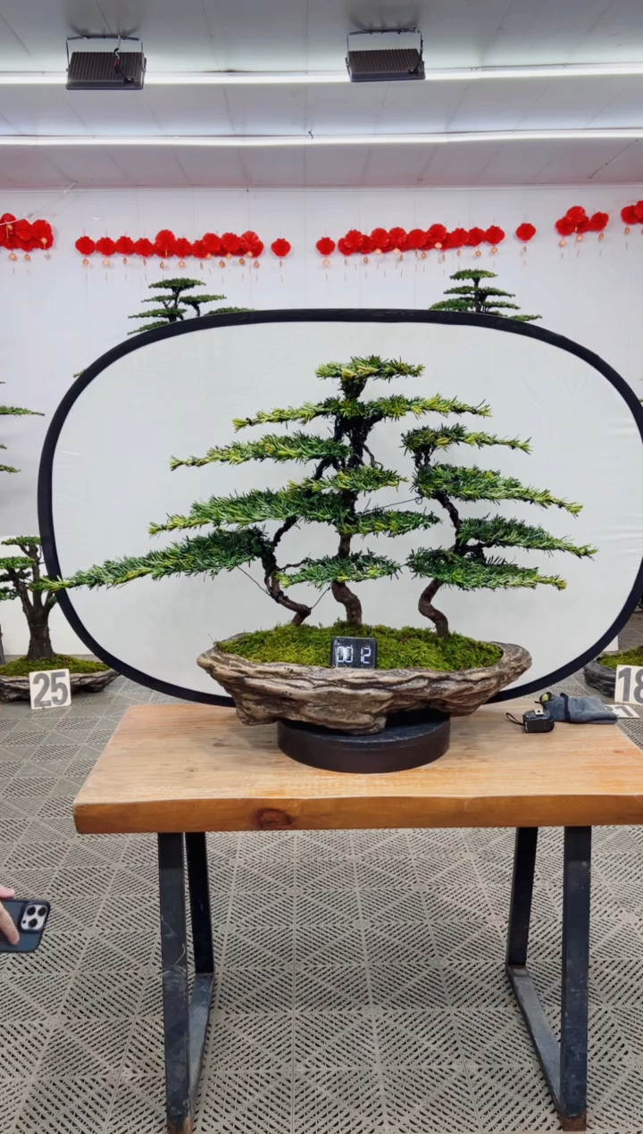 【闪购商品】盆景盆景