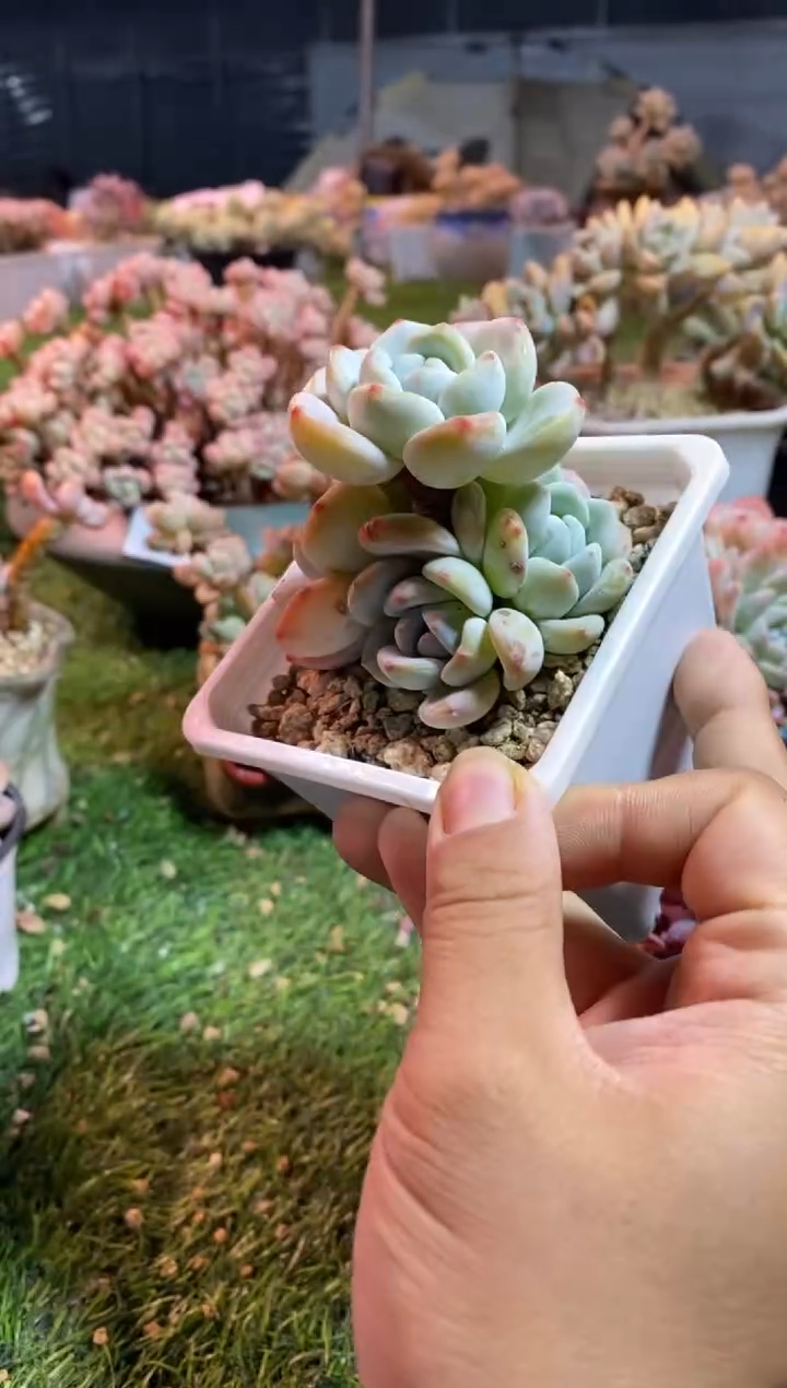 【闪购商品】0533a