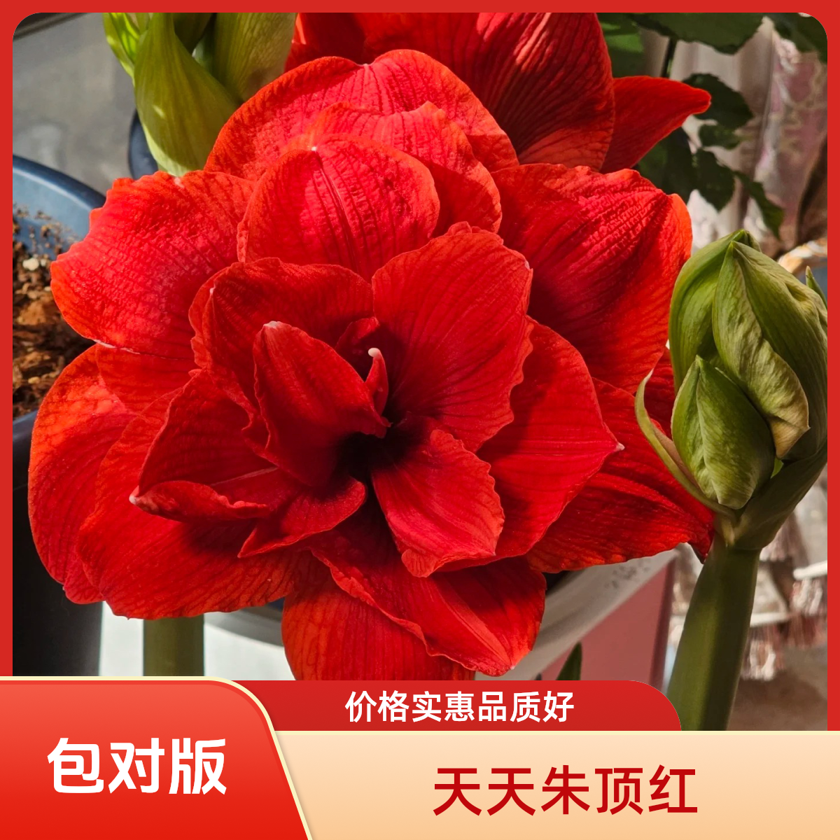 包对版（樱桃妮芙）荷兰进口朱顶红进口球