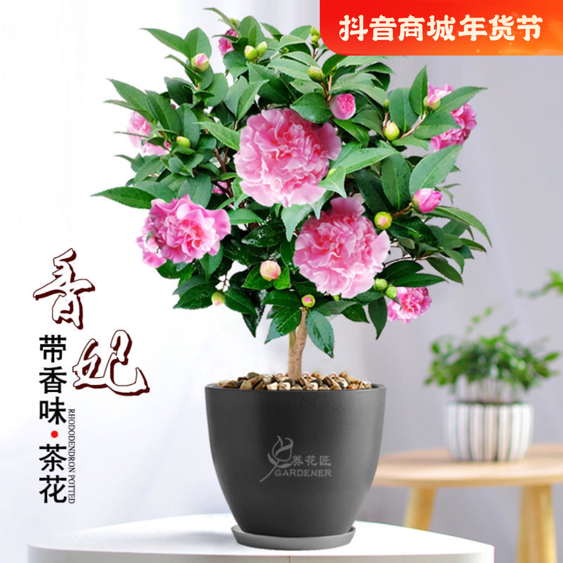 香妃山茶花茉莉花盆栽浓香型花卉室内外四季好养