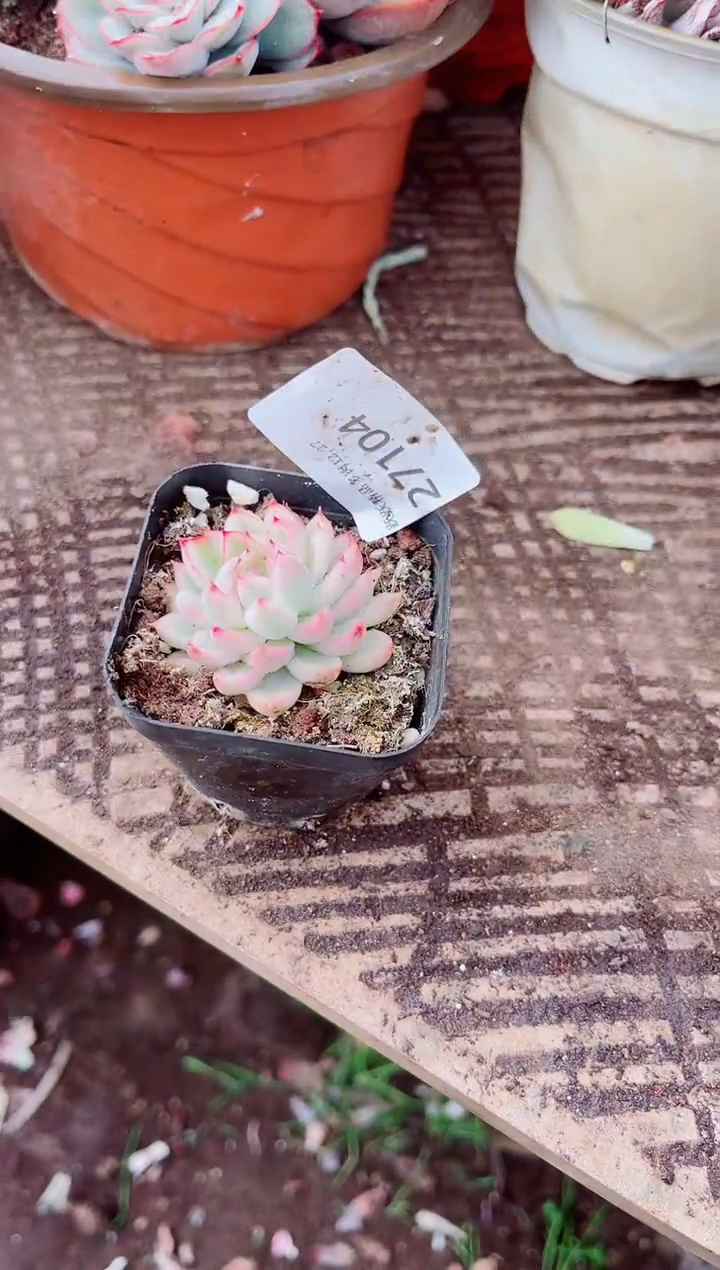 见**财跃跃精品多肉27104