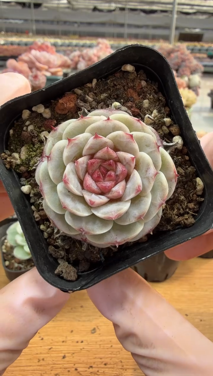 东云多肉园三店-44