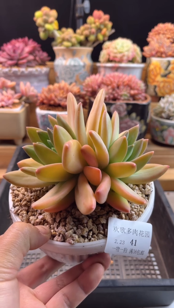 【闪购商品】2.23-41海洋之歌