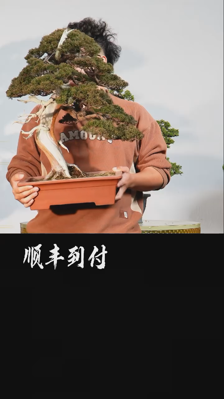 【闪购商品】1系鱼川真柏两颗盆景