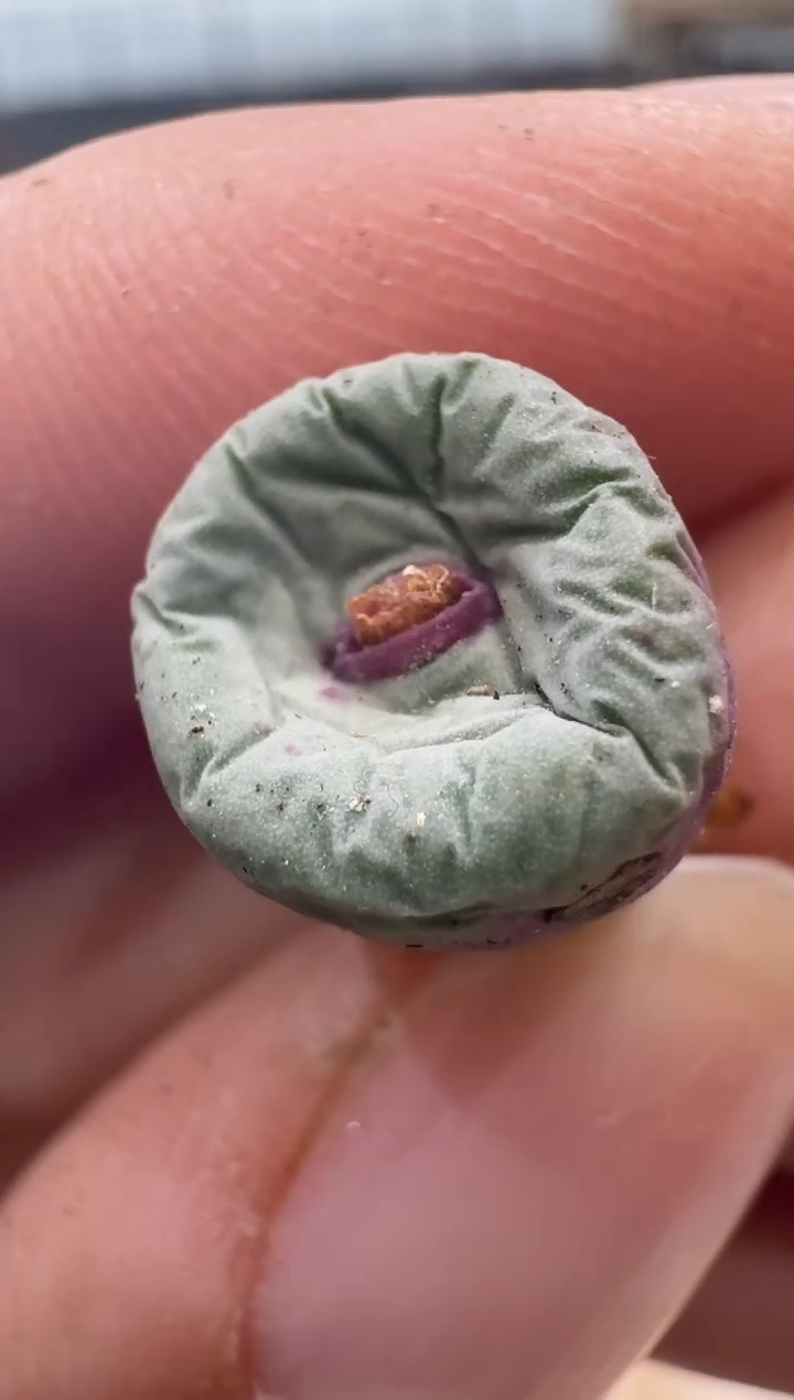 8-128多肉植物肉锥