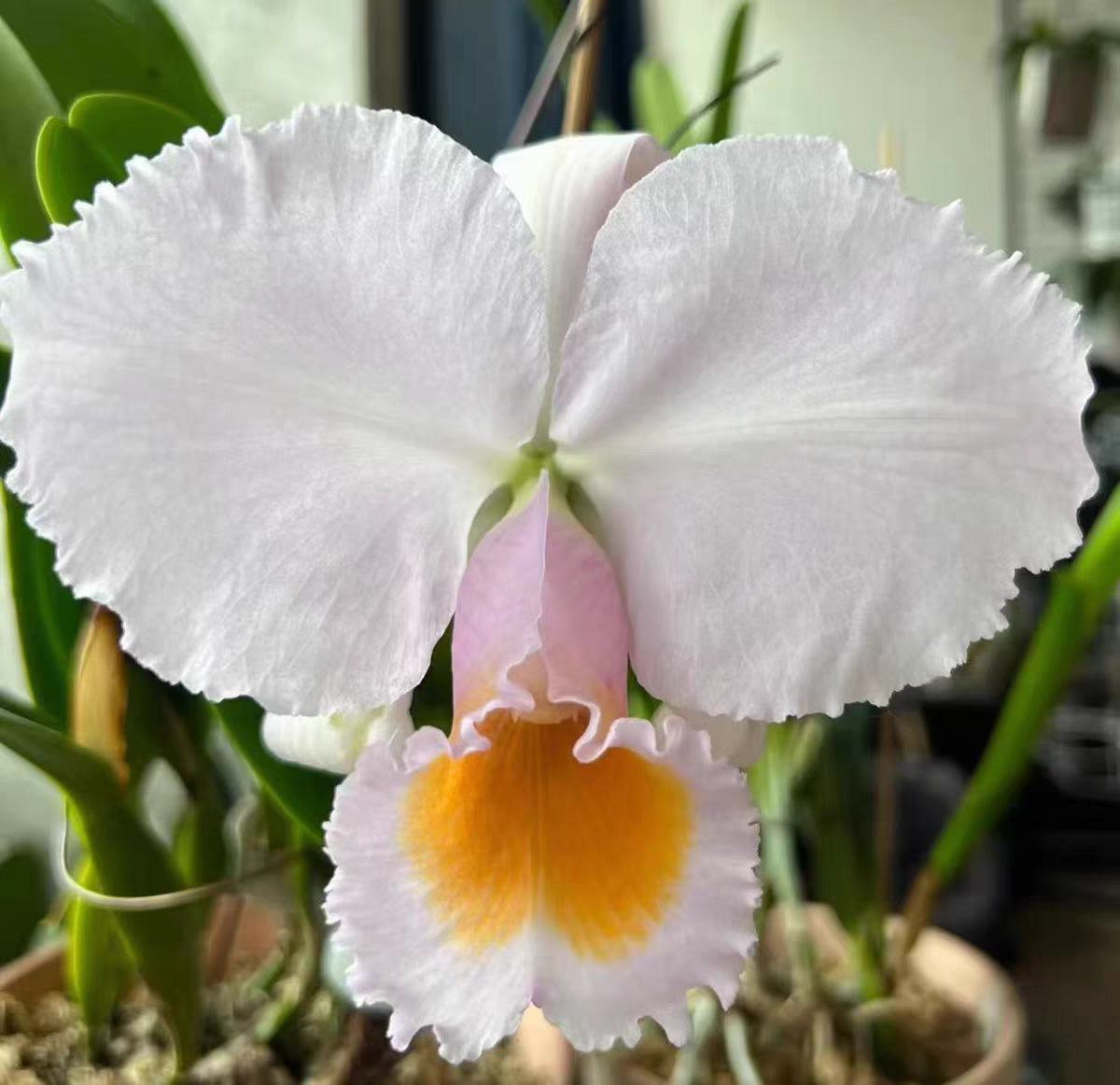 MC55 舒罗白月光 陶盆苗株 鲜花绿植