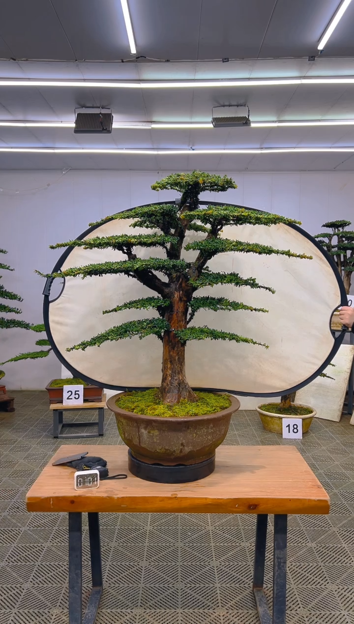 无花朵一物一拍一物一拍