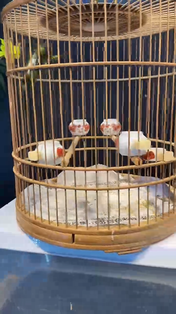 67号  黄巧养笼  0元起拍