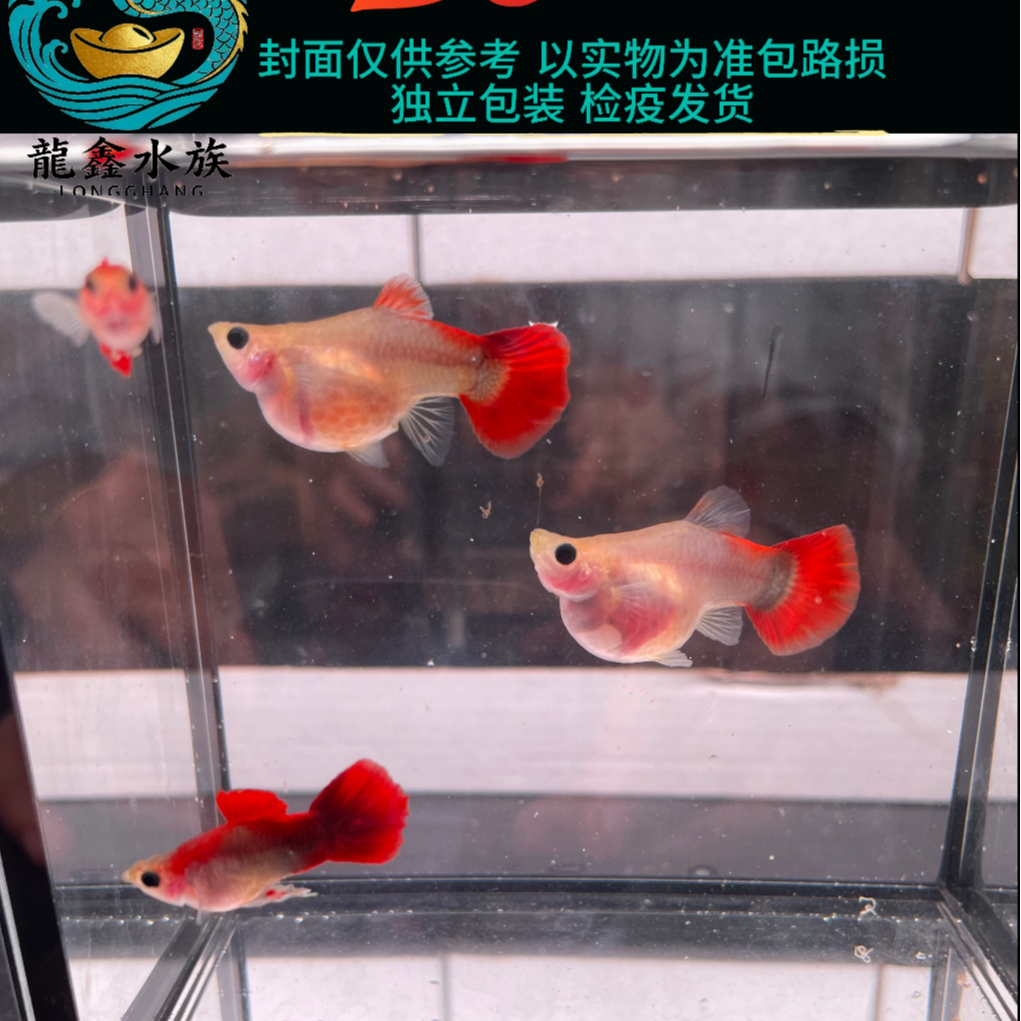 精品红礼服玻璃猫短球自家家养带胎热带观赏鱼好搭配新手易养