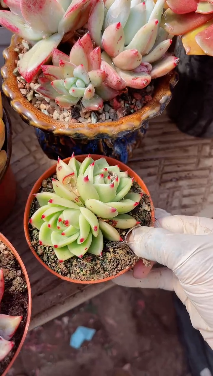 【闪购商品】23450