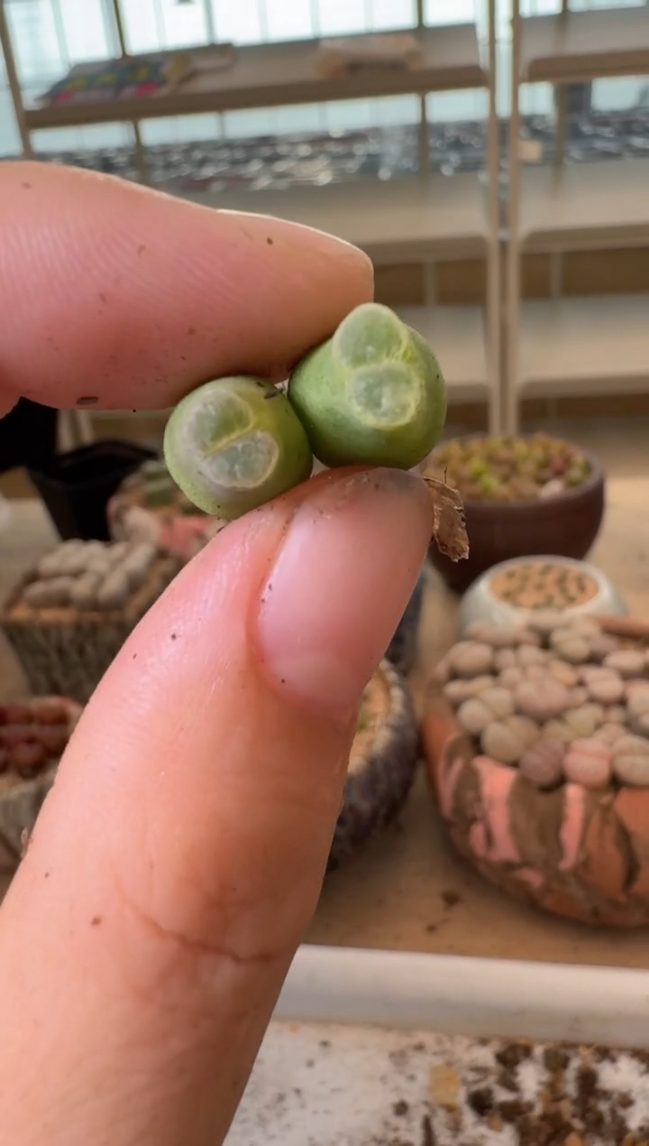 10-285多肉植物肉锥