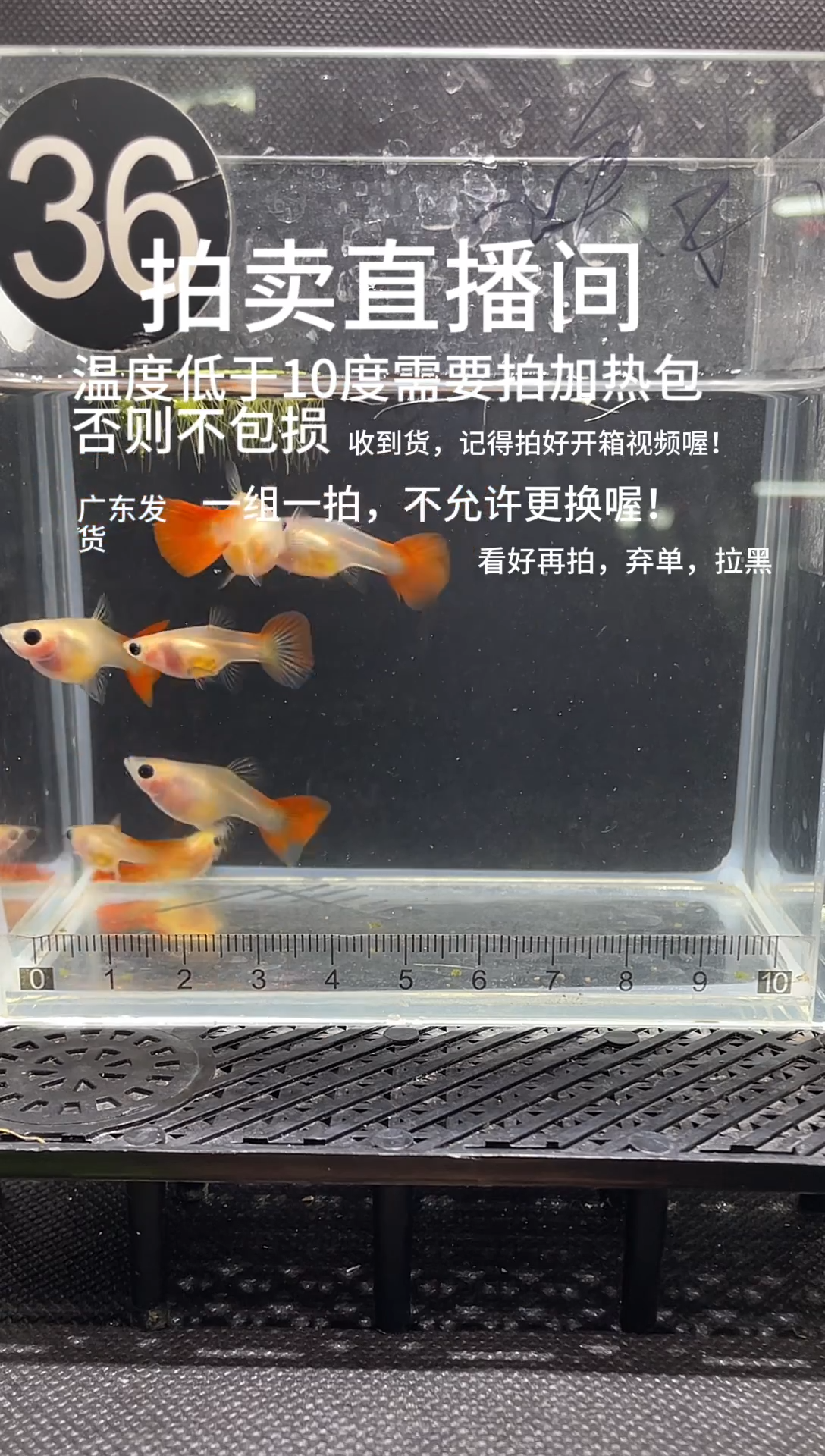 孔雀鱼银河琉璃 母鱼 六条 编号  36
