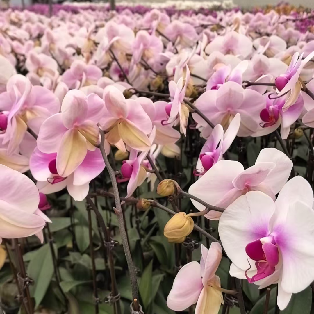 【婚纱】花色鲜艳带花剑蝴蝶兰四季开花浓香型室内绿植盆栽