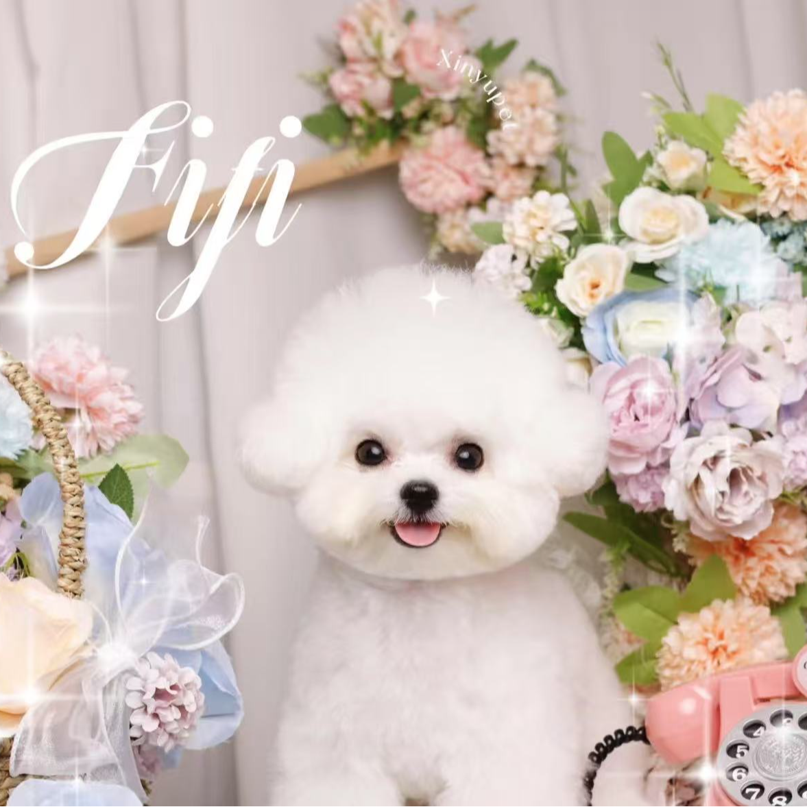 七月萌宠 线上下单链接 