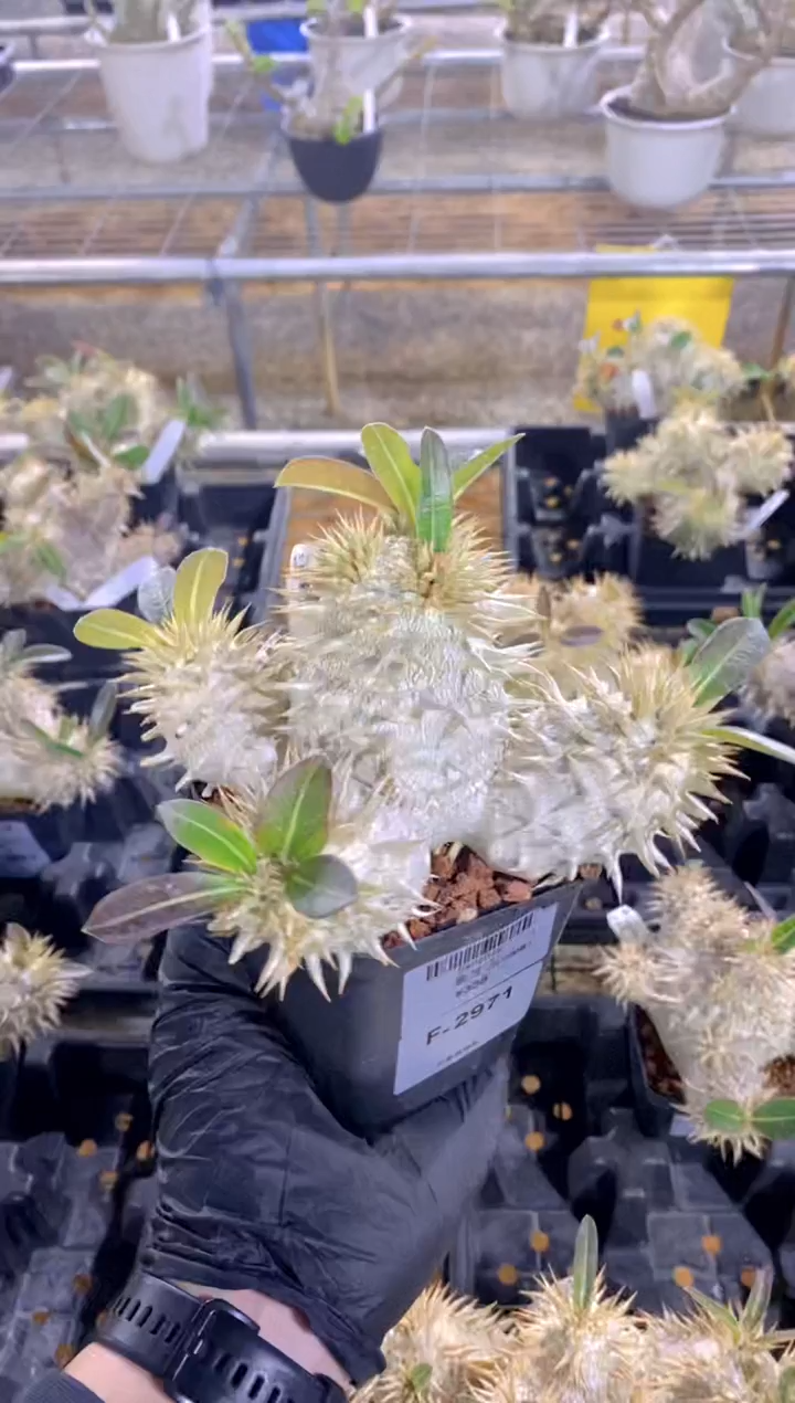 【闪购商品】象牙玉F-2971